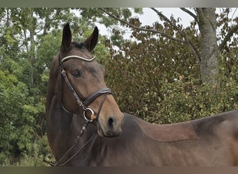 Oldenburg, Castrone, 4 Anni, 168 cm, Baio, in Öpfingen