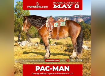 Quarter horse américain Croisé, Hongre, 10 Ans, Bai cerise, in Waterford, CA,