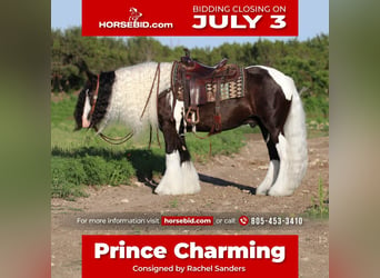 Gypsy Horse, Gelding, 10 years, in Joshua, TX,