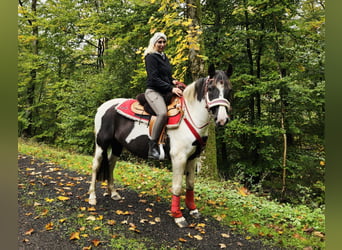 Pintos, Jument, 8 Ans, Pinto, in Linkenbach