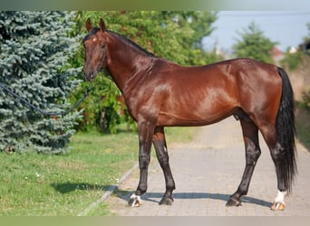 KWPN, Hengst, 8 Jahre, 167 cm, Rotbrauner, in MOLDOVA / BALTI,