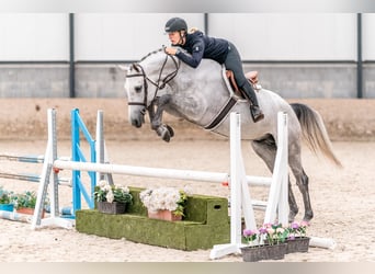 Oldenburger Springpferd, Wallach, 4 Jahre, 166 cm, Schimmel, in Zduchovice,