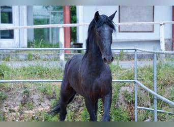 PRE Mix, Stallion, 1 year, 15.3 hh, Black, in Vilamarín,