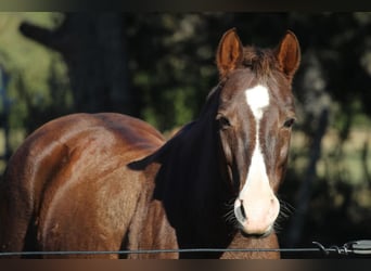 Quarter pony, Jument, 10 Ans, 142 cm, Alezan, in Donalds SC,