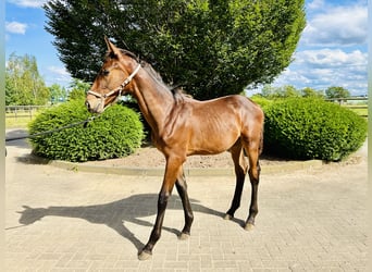 Oldenburg-International (OS), Stallion, Foal (03/2024), Brown, in Zülpich,