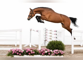 Oldenburger Springpferd, Klacz, 4 lat, 167 cm, Gniada, in GŁUBCZYN
