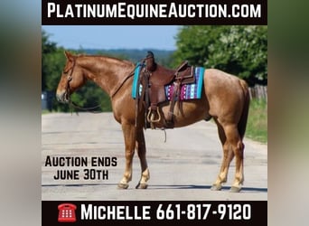 American Quarter Horse, Wallach, 9 Jahre, 152 cm, Roan-Red, in STEPHENVILLE, TX,