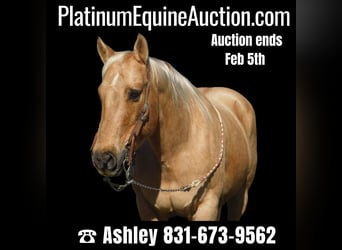 American Quarter Horse, Ruin, 12 Jaar, 150 cm, Palomino, in Paicines CA,