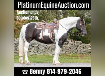 American Quarter Horse, Wallach, 10 Jahre, 160 cm, Tobiano-alle-Farben, in Everett PA,