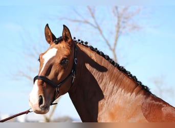 Lusitano, Ruin, 8 Jaar, 163 cm, Lichtbruin, in Asten