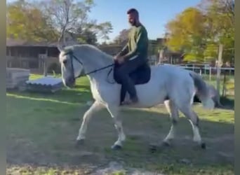 Hungarian Sport Horse, Mare, 15 years, 16 hh, White, in Tass,
