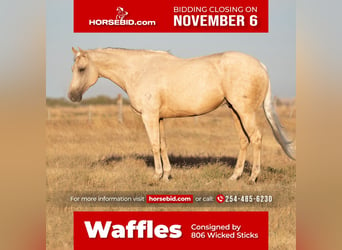 Quarter horse américain, Hongre, 9 Ans, 157 cm, Palomino, in Canyon, TX,