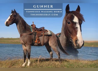 Tennessee Walking Horse, Wallach, 6 Jahre, Roan-Bay, in Pine Knot, KY