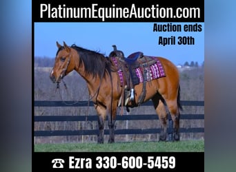 American Quarter Horse, Gelding, 5 years, 14 hh, Dun, in Fredricksburg OH,