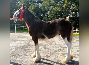 Clydesdale, Ogier, Źrebak (04/2024), in marbury,