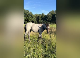 American Quarter Horse, Stute, Fohlen (06/2026), 160 cm, Braunfalbschimmel, in Bad Zwischenahn