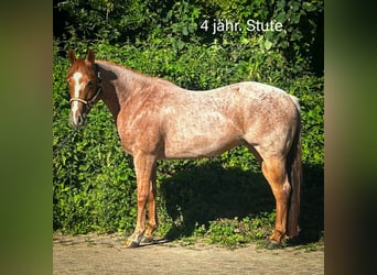 American Quarter Horse, Merrie, 4 Jaar, 152 cm, Rood schimmel, in Dobersdorf