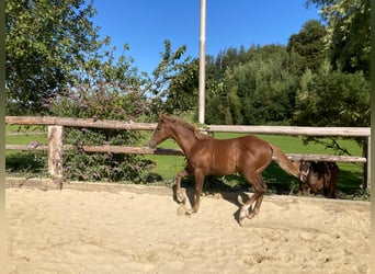 Quarter horse américain, Étalon, 2 Ans, 155 cm, Rabicano, in Rohrdorf,