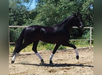 PRE, Stallion, 3 years, 16,1 hh, Black, in Cordoba,