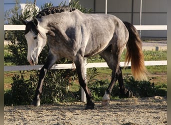 PRE Mix, Stallion, 4 years, 16 hh, Gray, in La Rinconada,