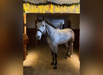 Bayerisches Warmblut, Wallach, 6 Jahre, 165 cm, Schimmel, in Küps