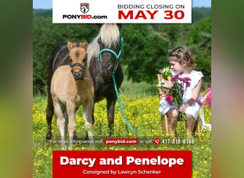 Meer ponys/kleine paarden, Merrie, 10 Jaar, 91 cm, Falbe, in Halfway, MO,