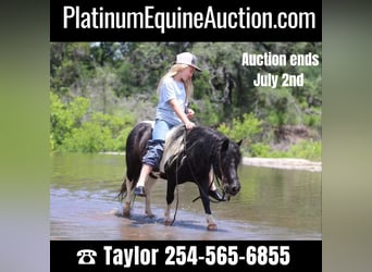 Quarter horse américain, Hongre, 12 Ans, 91 cm, Tobiano-toutes couleurs, in Morgan Mill TX,