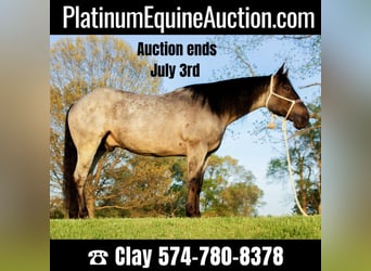 American Quarter Horse, Ruin, 10 Jaar, Roan-Blue, in Koontz Lake IN,