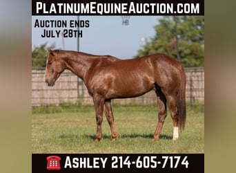 American Quarter Horse, Gelding, 7 years, 15 hh, Sorrel, in Weatherford TX