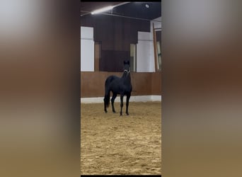 Merrie 3 Jaar