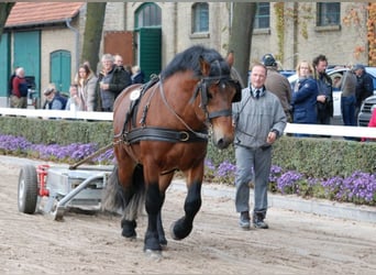 Reńsko-niemiecki koń zimnokrwisty, Ogier, 12 lat, 168 cm, Gniada