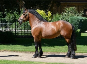Rhenisch-German Heavy Draft, Stallion, 12 years, 16.1 hh, Brown