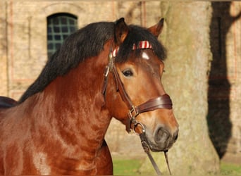 Rijnlandse Duitse Koudbloed, Hengst, 12 Jaar, 168 cm, Bruin