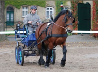 Rijnlandse Duitse Koudbloed, Hengst, 12 Jaar, 168 cm, Bruin