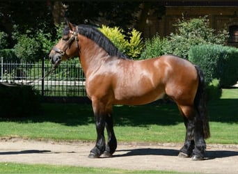 Rijnlandse Duitse Koudbloed, Hengst, 12 Jaar, 168 cm, Bruin