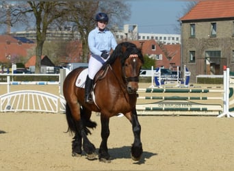 Rijnlandse Duitse Koudbloed, Hengst, 12 Jaar, 168 cm, Bruin