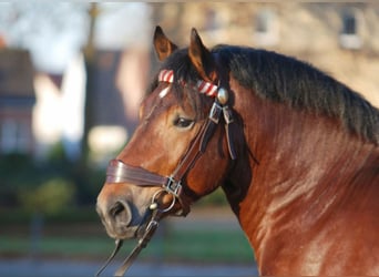 Rijnlandse Duitse Koudbloed, Hengst, 12 Jaar, 168 cm, Bruin