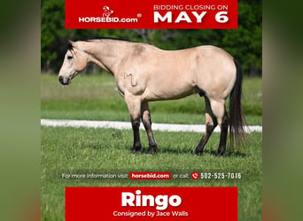 Quarter horse américain, Hongre, 9 Ans, 152 cm, Buckskin, in Waco,