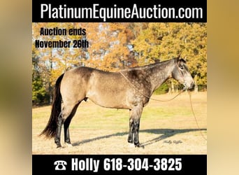 American Quarter Horse, Wallach, 13 Jahre, Buckskin, in Greenville, KY,