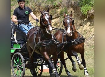 Koń lipicański, Wałach, 15 lat, 158 cm, Gniada, in Tirol,