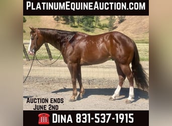 American Quarter Horse, Wallach, 5 Jahre, 152 cm, Dunkelfuchs, in Paicines CA,