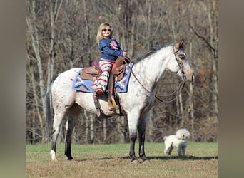 Pony of the Americas, Wallach, 9 Jahre, 145 cm, Schimmel, in Brodhead KY,