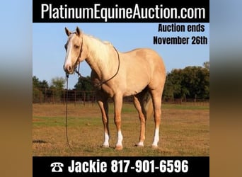Quarter horse américain, Hongre, 13 Ans, 152 cm, Palomino, in Weatherford, TX,