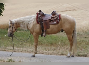 American Quarter Horse, Castrone, 3 Anni, 141 cm, Palomino, in Kastellaun