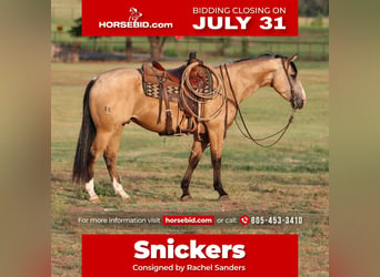American Quarter Horse, Wallach, 5 Jahre, Buckskin, in Joshua, TX,