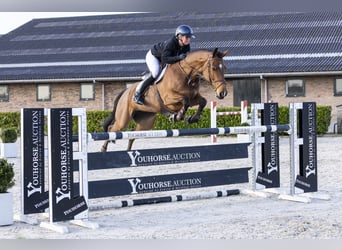 KWPN, Merrie, 7 Jaar, 167 cm, Bruin, in Waddinxveen