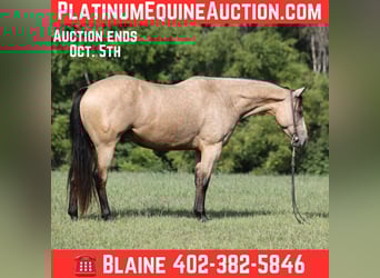 Quarter horse américain, Hongre, 6 Ans, 152 cm, Buckskin, in Hogo OK