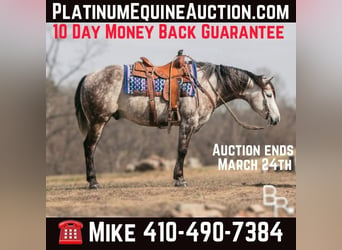Quarter horse américain, Hongre, 9 Ans, 150 cm, Gris pommelé, in Mountain Grove MO,