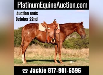 Quarter horse américain, Hongre, 15 Ans, 152 cm, Rouan Rouge, in Weatherford TX,