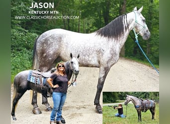 Tennessee Walking Horse, Castrone, 5 Anni, 142 cm, Grigio, in Gillsville, GA,